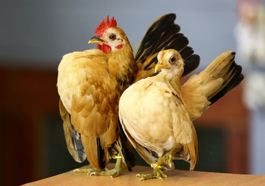 Săn lùng gà độc dị giá chục triệu chơi Tết - Hình 5 San lung ga doc di gia chuc trieu choi Tet-Hinh-5