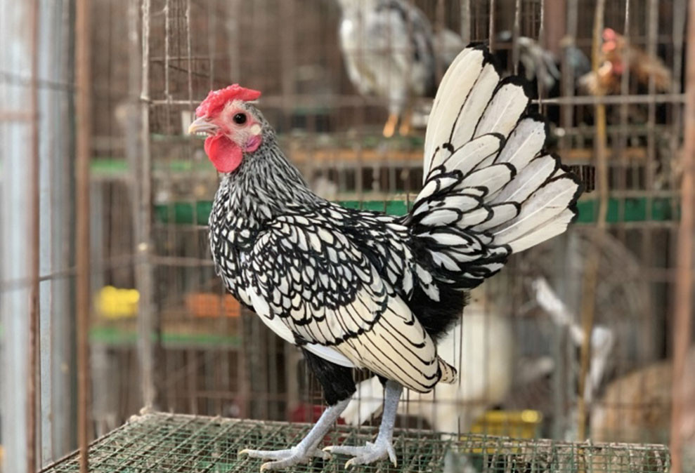 Săn lùng gà độc dị giá chục triệu chơi Tết - Hình 4 San lung ga doc di gia chuc trieu choi Tet-Hinh-4