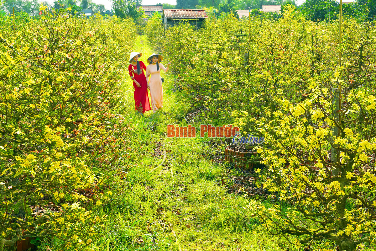 Nong nghiep Dong Thap thu hut khach vui xuan-Hinh-3