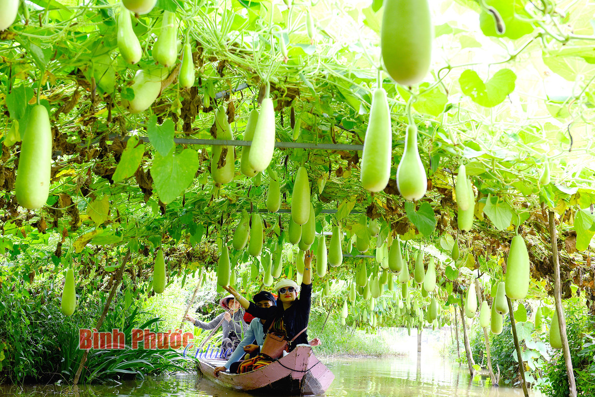 Nong nghiep Dong Thap thu hut khach vui xuan-Hinh-7