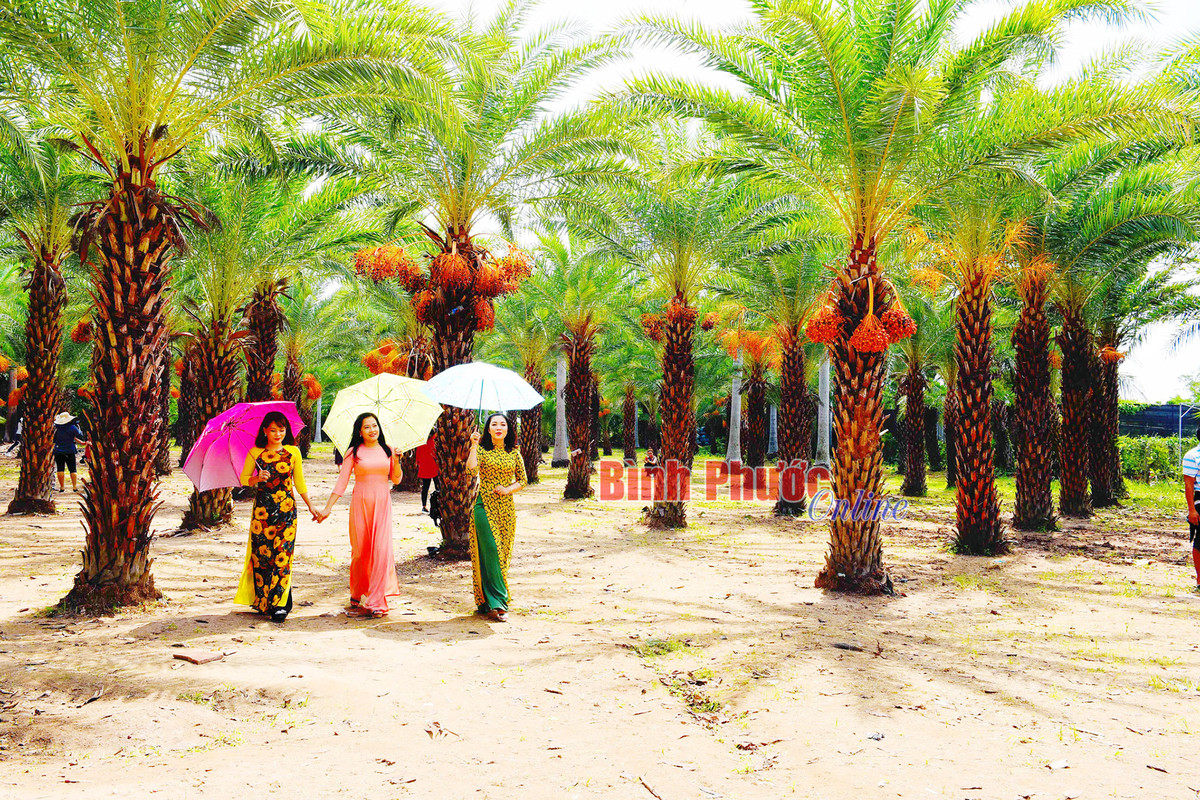 Nong nghiep Dong Thap thu hut khach vui xuan-Hinh-11