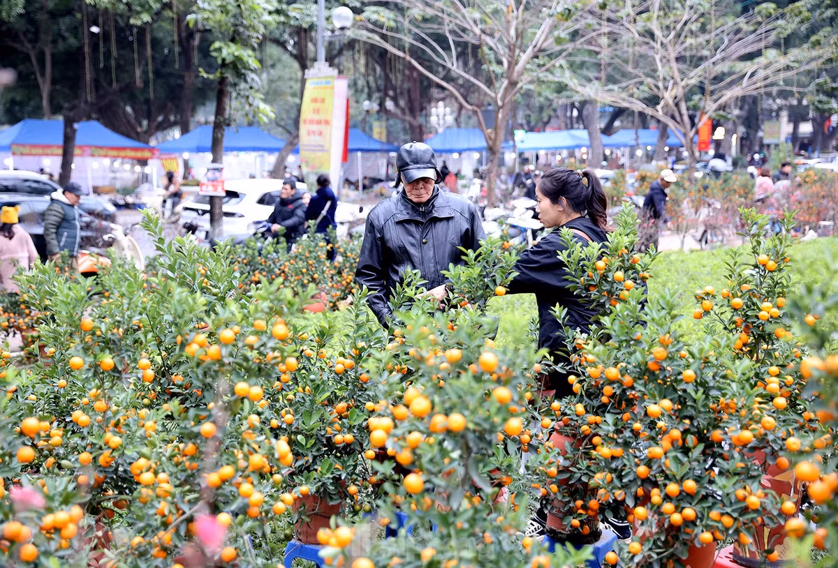 Mua sắm cây cảnh tại chợ hoa xuân, Bác Xuân (quận Hoàn Kiếm, TP Hà Nội) cho biết: "Giáp tết tôi thường hay đi dạo ngắm và chọn hoa về trang trí cho nhà cửa. Thay vì lên vườn đào Nhật Tân mua tại vườn thì tôi mua tại chợ hoa xuân ở Công Viên Thống Nhất cho gần. Giá cả cây, hoa tại đây cũng ở mức trung bình".