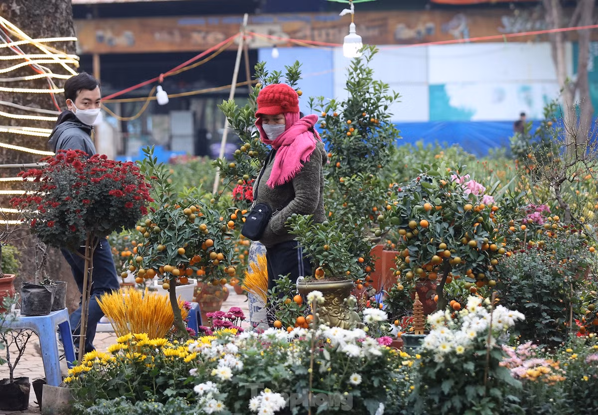 Quất bonsai, cành đào Nhật Tân được bày bán khá nhiều tại đây.