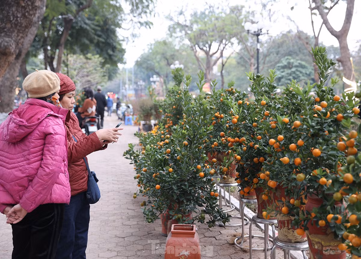 Loại quất cảnh lộc bình nhỏ được nhiều người chú ý.