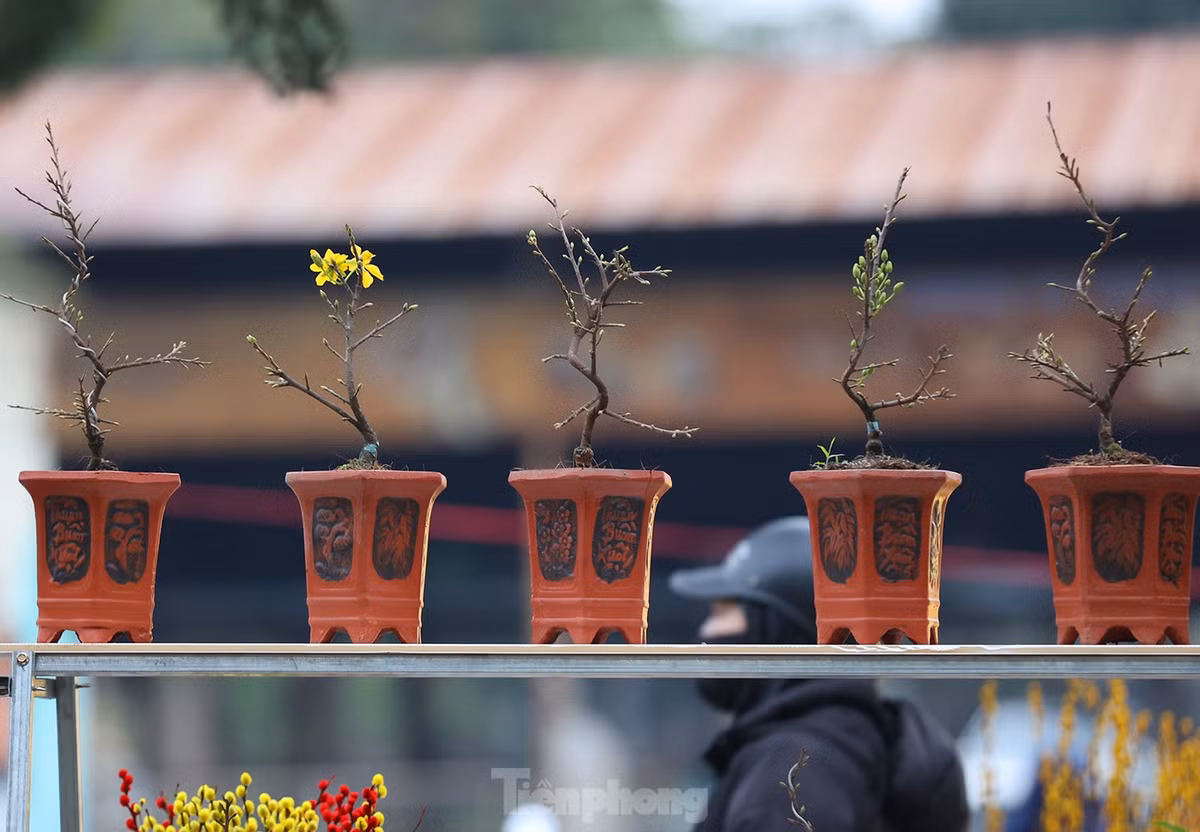 Những cây mai mini hút khách đến mua