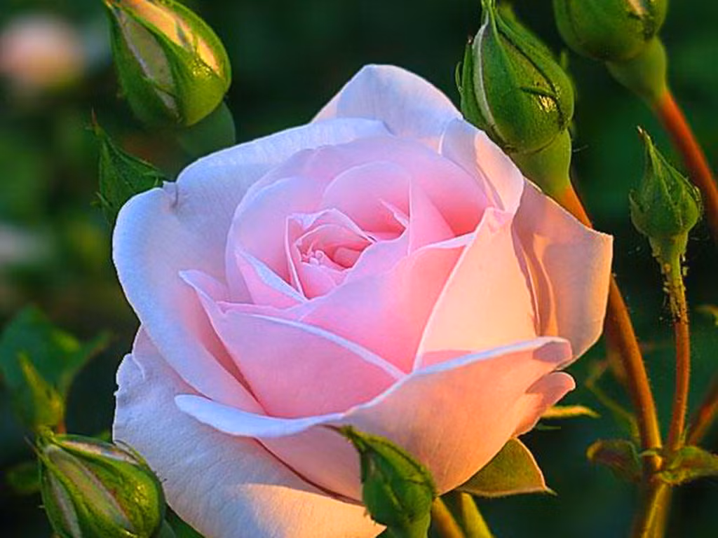 Họ kiếm được tiền, gia đình êm ấm, công việc kinh doanh phát đạt, nhanh chóng trở nên giàu có, tự tin hơn. Những mục tiêu đề ra trong cuộc đời họ cũng có thể dần dần thực hiện được, không bao giờ còn phải lo cơm ăn áo mặc. 