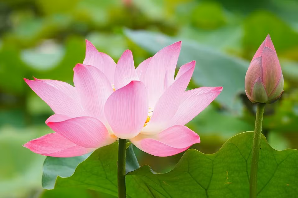 Những người sinh tháng Âm lịch dưới đây rất may mắn khi luôn có quý nhân trợ giúp những lúc khó khăn. Bất kỳ khi nào họ gặp vấn đề thì ngay lập tức có quý nhân xuất hiện, biến nguy thành an, đường đời bằng phẳng. 