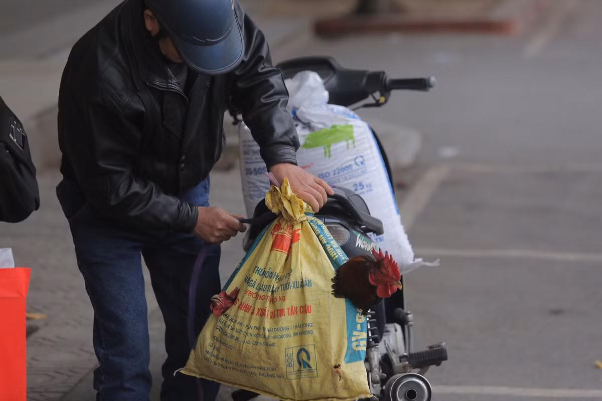 Một người dân mang theo gà ra bến xe.