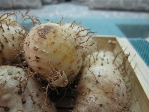 Củ từ. Loại thảo mộc này có chứa thành phần diosgenin. Đây là chất có thể làm cân bằng progesterone. Do vậy, củ từ có tác dụng điều trị kinh nguyệt không đều, chứng chuột rút, sự tuyệt kinh và khô âm đạo. Mặt khác, ăn củ từ cũng giúp cơ thể sản sinh ra serotonin - chất giúp nâng cao tinh thần, yêu đời và cải thiện khả năng làm việc cho phái đep vào ngày “đèn đỏ” khó chịu.