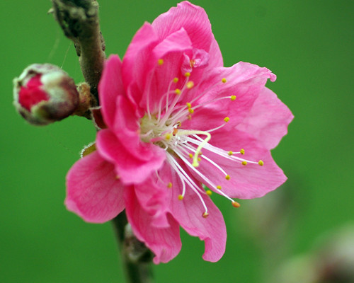 Da trắng mịn nhờ hoa đào. Phụ nữ muốn có được làn da trắng trẻo, mịn màng có thể dùng bài thuốc có tên gọi Ngọc nhan tán, gồm các vị thuốc: hoa đào 200gr, nhân hạt bí đao 250gr, vỏ cây bạch dương 100gr. Các vị thuốc này đều được sấy hoặc phơi khô, tán bột rồi đựng trong lọ kín để dùng dần. Mỗi ngày uống 3 lần, mỗi lần 1 thìa cà phê sau ăn.