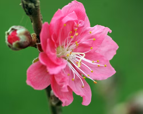 Da trắng mịn nhờ hoa đào. Phụ nữ muốn có được làn da trắng trẻo, mịn màng có thể dùng bài thuốc có tên gọi Ngọc nhan tán, gồm các vị thuốc: hoa đào 200gr, nhân hạt bí đao 250gr, vỏ cây bạch dương 100gr. Các vị thuốc này đều được sấy hoặc phơi khô, tán bột rồi đựng trong lọ kín để dùng dần. Mỗi ngày uống 3 lần, mỗi lần 1 thìa cà phê sau ăn.