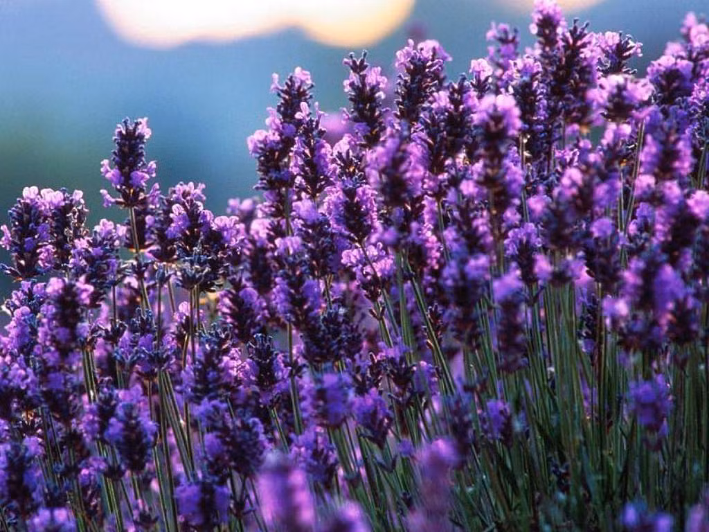 Hoa oải hương. Oải hương không chỉ là thần dược thiên nhiên làm thư giãn tinh thần (nếu khó ngủ, bạn chỉ việc nhỏ vài giọt dầu oải hương lên gối), mà đây còn là loại thảo dược phổ biến nhất trong các sản phẩm làm đẹp.