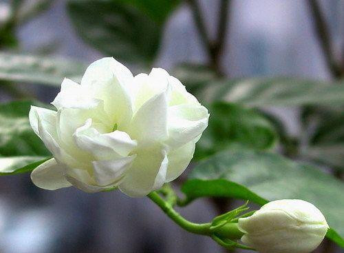 Hoa nhài. Tinh dầu hoa nhài có tác dụng làm mịn và trắng da, làm dịu và giảm suy sụp tinh thần, giảm chứng mất ngủ, nhức đầu, hoa mắt, chóng mặt, tăng huyết áp; thu nhỏ lỗ chân lông, giúp giảm stress.