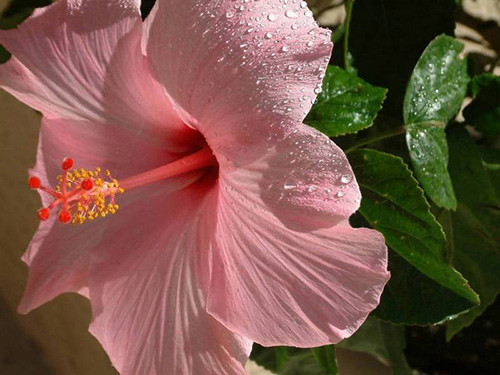 Mặt nạ hoa dâm bụt. Trong suốt mùa hè, mụn sẽ rất dễ xuất hiện do lỗ chân lông bị bịt kín vì thời tiết nóng, da chảy nhiều mồ hôi. Mặt nạ này sẽ loại bỏ tất cả các tạp chất trong da và là một loại nước rửa mặt tự chế vô cùng hiệu quả. Pha trộn những cánh hoa với gạo nâu và tinh dầu (như vitamin E) để tạo thành một mặt nạ độc đáo có muôn vàn lợi ích cho làn da.