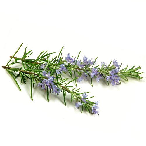 Tóc mọc dài bất ngờ với lá cây hương thảo. Loại thảo dược hữu dụng này sẽ không chỉ giúp tóc mềm như mây mà còn kích thích tăng trưởng tóc rất hiệu quả. Nó nuôi dưỡng và giúp tóc chắc khỏe, giải quyết mọi vấn đề của mái tóc thưa mỏng.