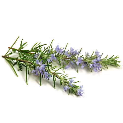 Tóc mọc dài bất ngờ với lá cây hương thảo. Loại thảo dược hữu dụng này sẽ không chỉ giúp tóc mềm như mây mà còn kích thích tăng trưởng tóc rất hiệu quả. Nó nuôi dưỡng và giúp tóc chắc khỏe, giải quyết mọi vấn đề của mái tóc thưa mỏng.