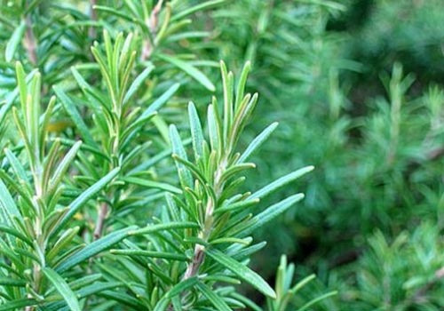 Bạn tiến hành pha chế 2 muỗng cà phê lá hương thảo khô nghiền nát và 300ml nước, sau đó xoa bóp hỗn hợp này lên tóc và da đầu, vuốt đều từ chân tới ngọn tóc. Nhờ ưu điểm không nhờn dính, nên sau khi dùng hỗn hợp này xong bạn cũng không cần phải gội lại tóc.