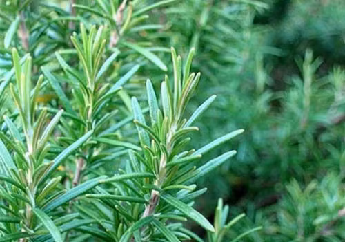 Bạn tiến hành pha chế 2 muỗng cà phê lá hương thảo khô nghiền nát và 300ml nước, sau đó xoa bóp hỗn hợp này lên tóc và da đầu, vuốt đều từ chân tới ngọn tóc. Nhờ ưu điểm không nhờn dính, nên sau khi dùng hỗn hợp này xong bạn cũng không cần phải gội lại tóc.