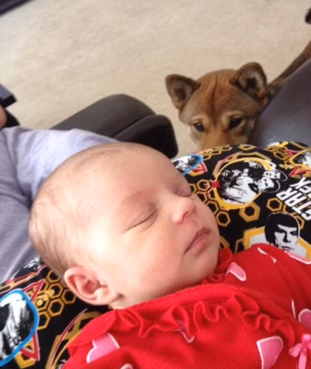 Chú chó này còn được gọi cái tên là "Người giám hộ" vì luôn ở bên cạnh cô bé Reddit Prolificsalo mới 2 tuần tuổi.