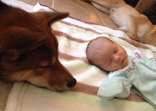 Kể cả khi cô bé 2 tuần tuổi này ngủ trưa, thay tã hay được bố mẹ ôm ấp, Zero cũng không rời mắt khỏi bé.