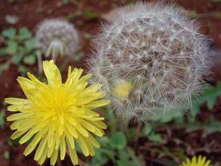 Hoa bồ công anh: Là thảo dược giúp giải độc cơ thể và chữa lành vết thương. Có chứa lưu huỳnh giúp cho làn da mịn màng.