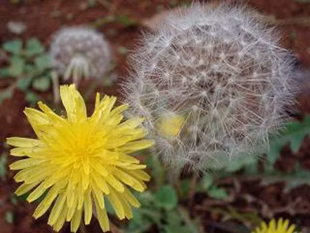 Hoa bồ công anh: Là thảo dược giúp giải độc cơ thể và chữa lành vết thương. Có chứa lưu huỳnh giúp cho làn da mịn màng.