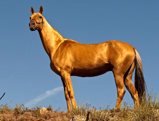 Akhal-Teke là một giống ngựa có nguồn gốc từ Turkmenistan nơi chúng được tôn vinh làm biểu tượng quốc gia Akhal-Teke thuộc giống ngựa thuần chủng nhất thế giới. Loài ngựa này có tốc độ phi mã cực nhanh và khả năng chịu đựng vô cùng dẻo dai; được cho là loài Hãn huyết bảo mã (ngựa ra mồ hôi đỏ như máu) trong truyền thuyết cũng như tiểu thuyết Anh hùng xạ điêu của Kim Dung gây xôn xao dư luận.