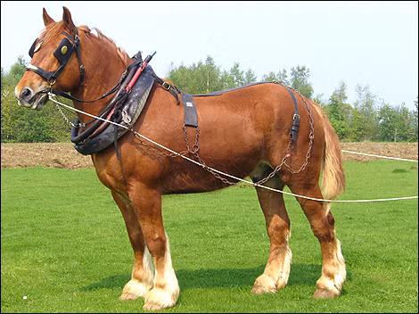 Giống ngựa Suffolk. Với bộ lông màu hạt dẻ sáng và màu cam, đây được xem là một trong những loài ngựa có hình dáng bên ngoài tuyệt đẹp nhất. Hiện nay, có khoảng 600 con ngựa này đang được nuôi và bảo vệ ở Mỹ, chúng đã được liệt vào danh sách loài ngựa quý hiếm có nguy cơ tuyệt chủng.