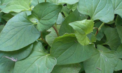 Cách đơn giản nhất là dùng 10 lá rau diếp rửa sạch rồi xay nhuyễn lấy nước. Dùng bông gòn thấm nước này thoa đều lên mặt và cổ. Để 15 phút cho mặt nạ khô đi rồi tiếp tục thấm thêm 1 lớp khác. Chờ khô rồi rửa sạch bằng nước mát. Thực hiện 2-3 lần/tuần, bạn sẽ thấy những đốm mụn giảm dần.