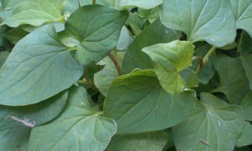 Cách đơn giản nhất là dùng 10 lá rau diếp rửa sạch rồi xay nhuyễn lấy nước. Dùng bông gòn thấm nước này thoa đều lên mặt và cổ. Để 15 phút cho mặt nạ khô đi rồi tiếp tục thấm thêm 1 lớp khác. Chờ khô rồi rửa sạch bằng nước mát. Thực hiện 2-3 lần/tuần, bạn sẽ thấy những đốm mụn giảm dần.