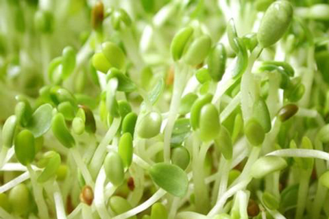 Giá đỗ trị tàn nhang. Trong giá đỗ chứa rất nhiều vitamin A, C giúp chống oxy hóa, giảm sự hình thành melannin và ngăn chặn các sắc tố da hiệu quả. Chính vì vậy, nó được rất nhiều chị em sử dụng thành công trong việc làm mờ vết nám chỉ trong thời gian ngắn.