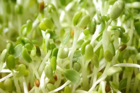 Giá đỗ trị tàn nhang. Trong giá đỗ chứa rất nhiều vitamin A, C giúp chống oxy hóa, giảm sự hình thành melannin và ngăn chặn các sắc tố da hiệu quả. Chính vì vậy, nó được rất nhiều chị em sử dụng thành công trong việc làm mờ vết nám chỉ trong thời gian ngắn.