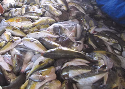 Cá nóc bán ở biển Quy Nhơn.