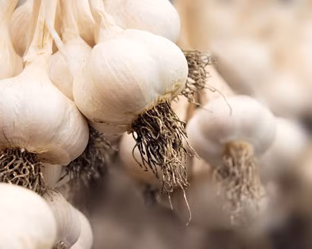 Tỏi: Không chỉ là một loại gia vị không thể thiếu trong gian bếp nhà bạn, mà tỏi còn có thể được sử dụng như một loại “thần dược” làm đẹp, có khả năng loại trừ nốt thâm do mụn trứng cá để lại. Cách làm thật đơn giản, bạn hãy cắt đôi nhánh tỏi và dùng để chà xát lên vùng da bị thâm đen.