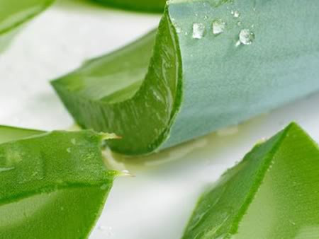 Lô hội. Gel của lô hội có khả năng thấm ướt, tạo độ ẩm cho da, giúp da đàn hồi. Ngoài ra, nó còn có tác dụng kích thích sự tổng hợp collagen, giúp ngăn chặn quá trình lão hóa, làm giảm viêm và kích thích, đẩy nhanh quá trình chữa sẹo mụn. Cách thực hiện: Thoa gel lô hội lên vùng da bị sẹo mụn, để khoảng 15 phút, sau đó rửa sạch bằng nước ấm.