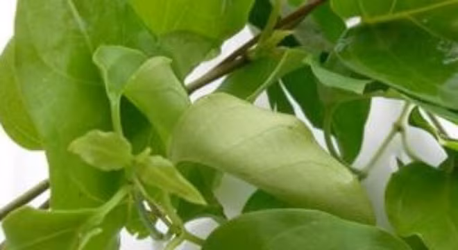 Theo Tây y, trong lá giang có nhiều chất xơ, sterol, saponin, flavonoid, coumarin, tamin, chất béo bảo hòa, axit hữu cơ và 12 nguyên tố vi lượng. Với vị chua, tính mát của lá giang sẽ đốt cháy chất béo hiệu quả và loại bỏ lượng mỡ thừa một cách nhanh chóng. Vì vậy, loại lá này cũng là nguyên liệu quý trong việc giảm cân.