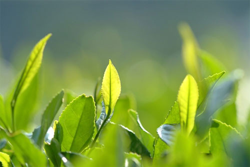 Lá trà xanh. Một chế độ tập luyện khoa học, một khẩu phần ăn hợp lý kết hợp với việc uống trà xanh mỗi ngày sẽ giúp người thừa cân, béo phì bỏ túi được cách giảm béo hiệu quả.