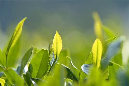 Lá trà xanh. Một chế độ tập luyện khoa học, một khẩu phần ăn hợp lý kết hợp với việc uống trà xanh mỗi ngày sẽ giúp người thừa cân, béo phì bỏ túi được cách giảm béo hiệu quả.