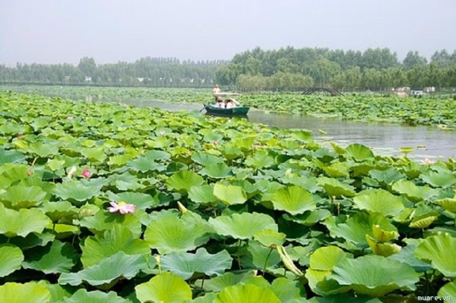 Những thành phần có trong lá sen có tác dụng làm giảm cholesterol nhanh chóng, giúp đánh bay những ngấn mỡ thừa hiệu quả. Bên cạnh đó dịch chiết lá sen còn có thể điều trị hội chứng rối loạn lipid máu. Cách sử dụng rất đơn giản, mỗi ngày chỉ cần hãm uống 9g lá sen thay trà liên tục trong 3 tháng có tác dụng giảm béo khá tốt.