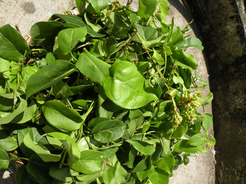 Lá giang. Lá giang có vị chua, tính mát, có tác dụng thanh nhiệt, tiêu viêm, sát khuẩn… Theo kinh nghiệm của đông y, cây lá giang được dùng để trị ăn uống không tiêu, bụng đầy trướng, đau dạ dày, nhức xương khớp, chữa mụn nhọt và lở ngứa ngoài da…