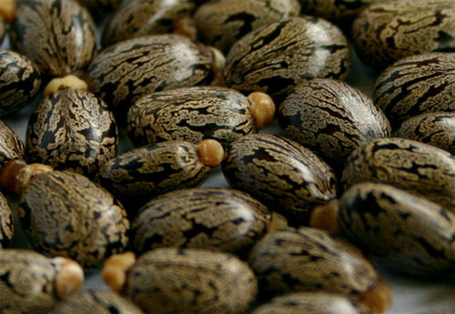 Tinh dầu thầu dầu: là một trong những loại tinh dầu giúp bảo vệ mái tóc chống lại những tác nhân như tóc khô, xơ, thiếu sức sống, xỉn màu. Đặc biệt bạn cũng có thể dùng loại tinh dầu này để nhuộm đen tóc một cách hiệu quả, nhất là với mái tóc bị cháy nắng. Tóc sẽ bền màu và có vẻ đẹp óng ả tự nhiên.