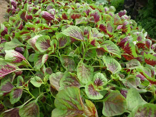 Lá rau dền. Rửa sạch lá rau dền, sau đó giã thật nhuyễn, ép lấy nước. Bạn thoa đều nước ép lá rau dền lên tóc từ gốc đến ngọn, ủ trong khoảng 10 - 15 phút, gội sạch. Cách này giúp giữ lại sắc tố cho tóc, đồng thời giúp tóc khỏe mạnh và mềm mại.