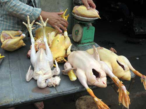 Không sử dụng gia cầm, sản phẩm gia cầm không rõ nguồn gốc.