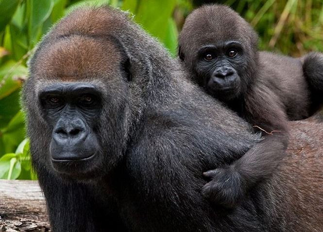 Thong tin ve loai dong vat co bo gen giong nguoi den hon 98%