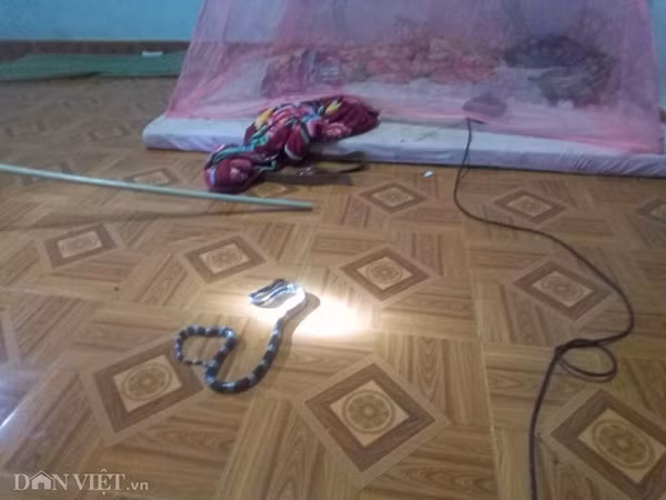 Hoang hon ran cuc doc bo vao giuong ngu nha dan giua dem