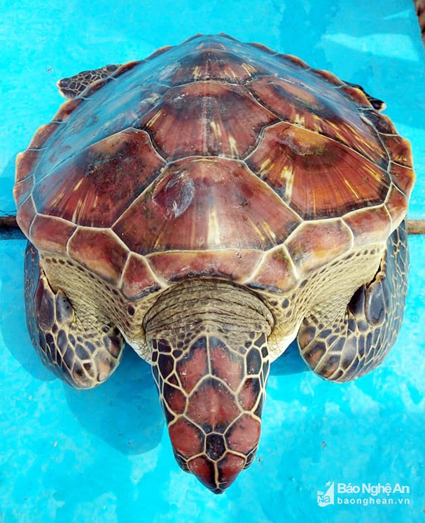 Bat duoc rua quy hiem, ngu dan Nghe An tang nguoi khac cham nuoi