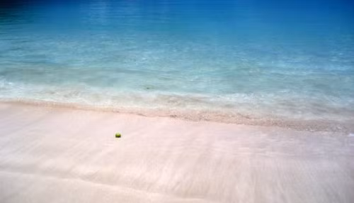 Loai cay co qua chin mong, ngot ngao nhung nguy hiem bac nhat hanh tinh-Hinh-4