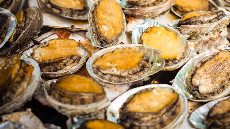 Thịt bào ngư là một khối cứng giòn, có mùi thơm ngon và rất bổ dưỡng, được mệnh danh là “vàng” của đáy biển