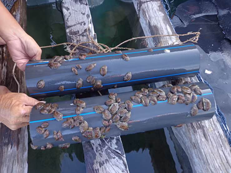 Những năm gần đây, người dân đã khai thác bào ngư ở tất cả các kích cỡ nên nguồn bào ngư tự nhiên bây giờ rất khan hiếm.