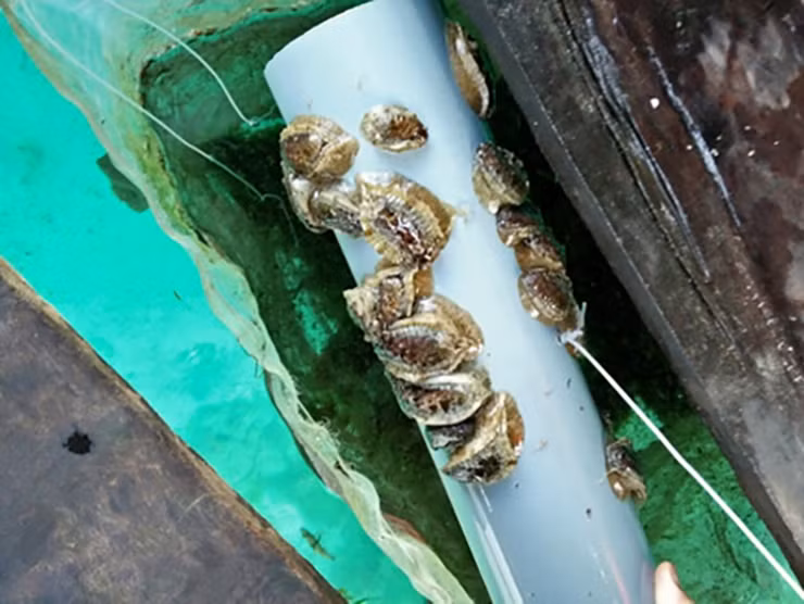 Thức ăn bào ngư là các loại rong sẵn có trên đảo. Thông thường cứ 2 - 3 ngày cho bào ngư ăn một lần.